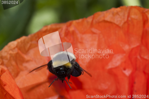 Image of bumble bee 