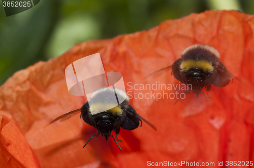 Image of bumble bees