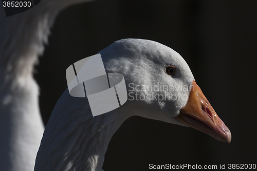 Image of white goose