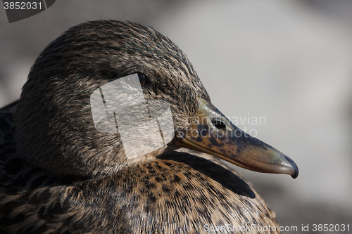 Image of female mallard