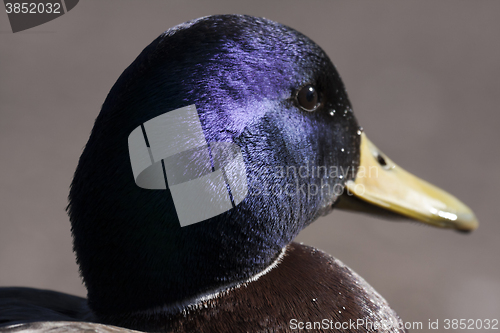 Image of male mallard