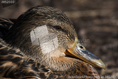 Image of mrs mallard