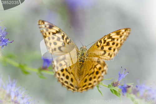 Image of heliconian butterfly