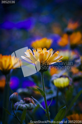 Image of pot marigold