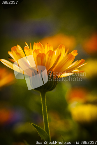 Image of marigold