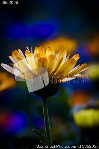 Image of pot marigold