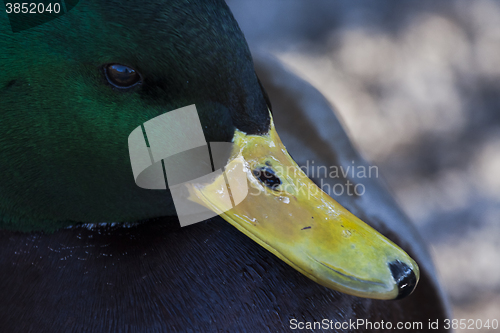 Image of duck beak