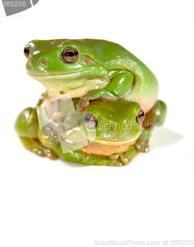 Image of two frogs