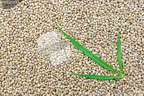 Image of Hemp seeds with leaf