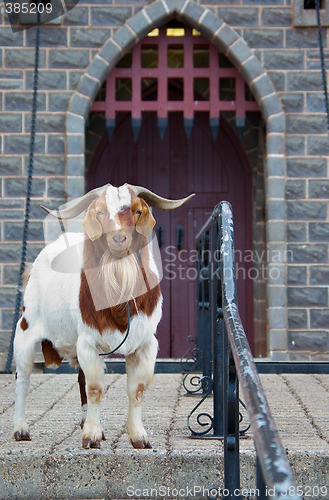 Image of guard goat