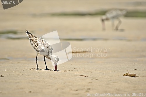 Image of sand piper