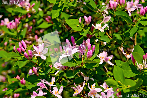 Image of Honeysuckle pink blossoms