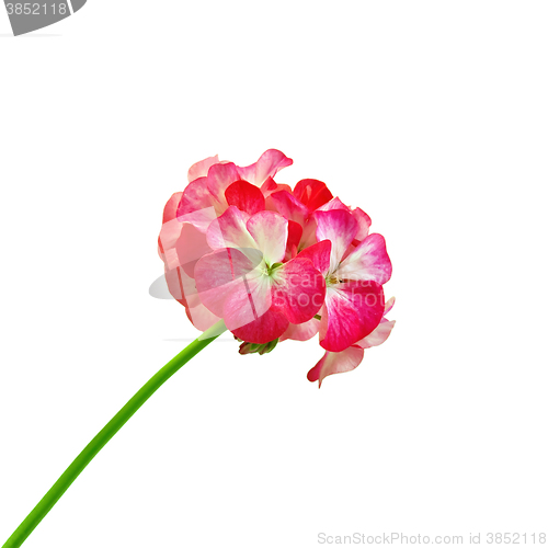 Image of Geranium red and white