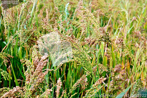 Image of Millet unripe ears in the field