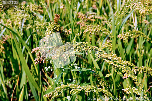 Image of Millet stalks green of field