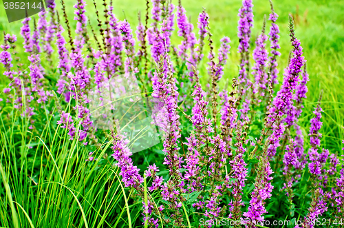 Image of Lythrum salicaria pink