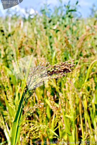 Image of Millet ears of ripening