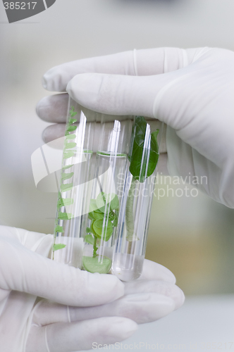 Image of Hand in glove holding a test tube with plant