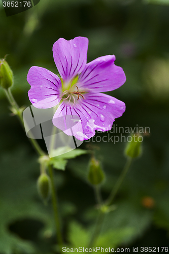 Image of wood cranesbill after rain