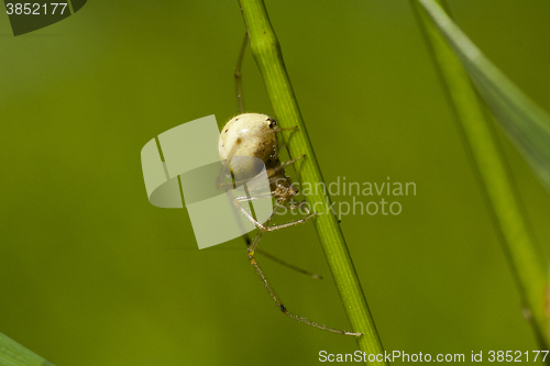 Image of spider