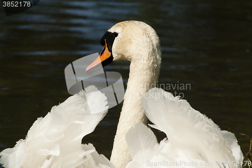 Image of mute swan