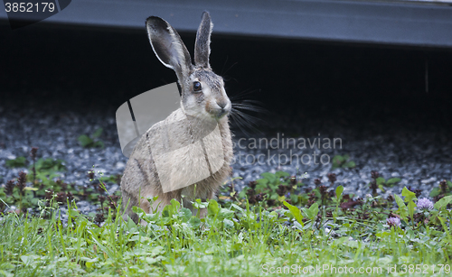 Image of brown hare