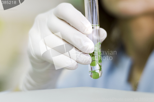 Image of Hand in glove holding a test tube with plant