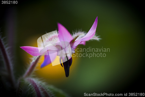 Image of starflower