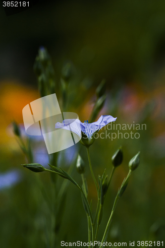 Image of common flax