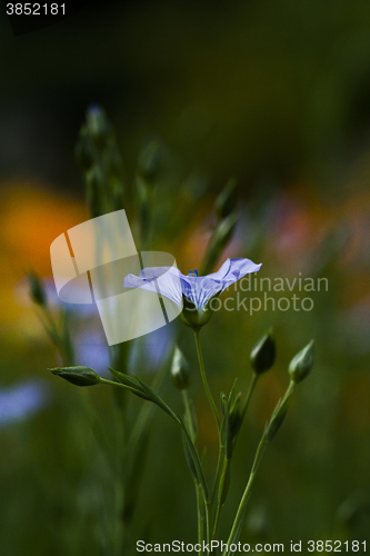 Image of common flax