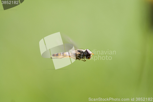 Image of flying hover fly