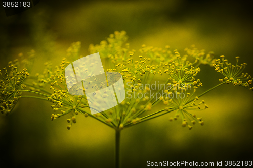 Image of dill crowns