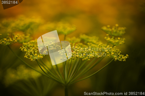 Image of dill crowns