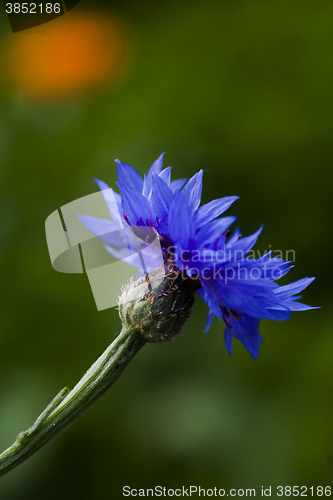 Image of cornflower