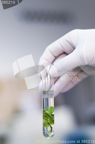 Image of Hand in glove holding a test tube with plant