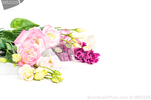 Image of Beautiful flowers eustoma in studio