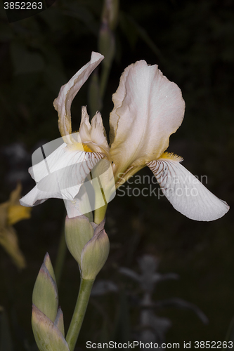 Image of iris