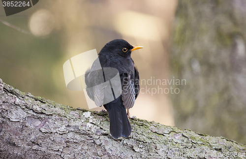 Image of blackbird