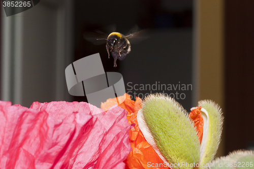 Image of hovering bumble bee 