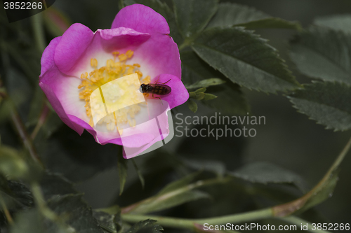 Image of pink rose