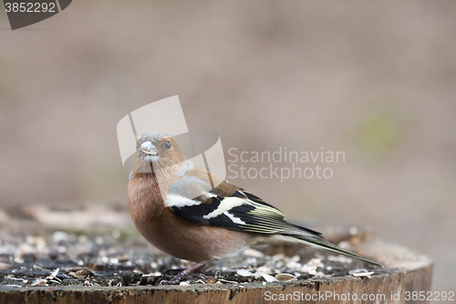 Image of chaffinch