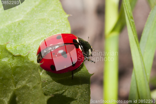 Image of ladybird