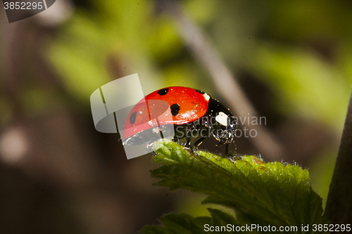 Image of ladybug