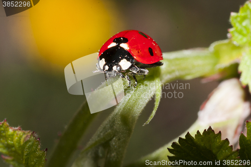 Image of ladybird