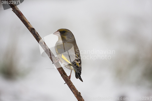 Image of greenfinch