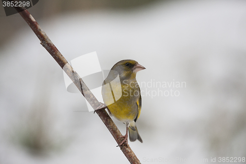 Image of greenfinch