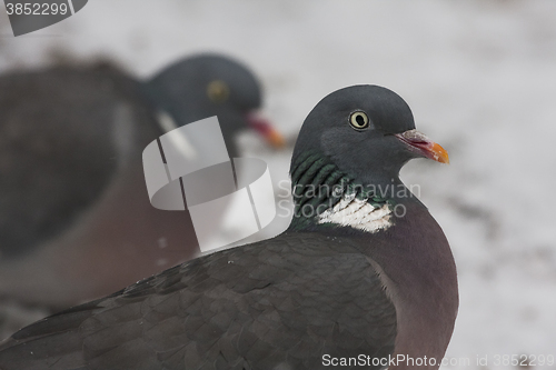 Image of pigeons