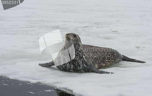 Image of Weddell Seal laying on the ice