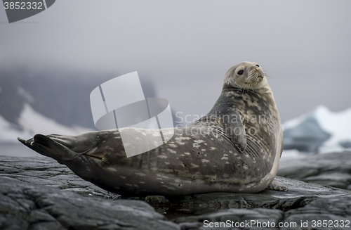 Image of Weddell Seal laying on the rock