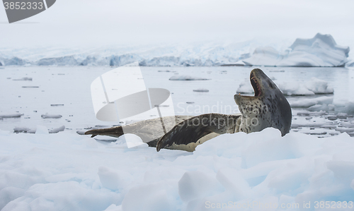 Image of Leopard Seal on Ice Floe